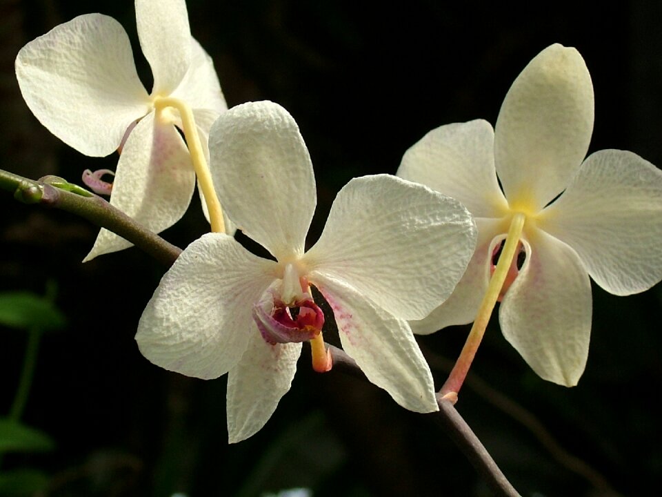 פרח סחלב 8 5000 orchid flower