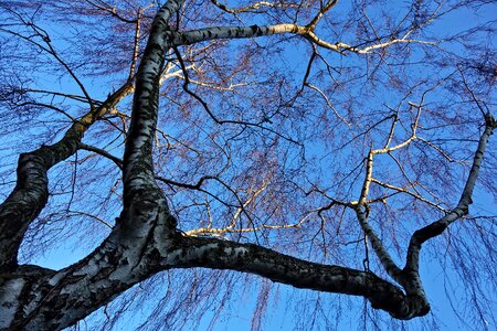 Bare tree winter tree deciduous photo