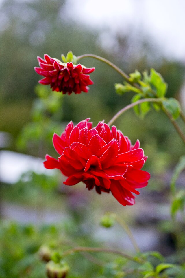 Dahlia nature red