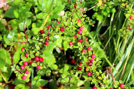 Beads ornamental shrubs hedge photo