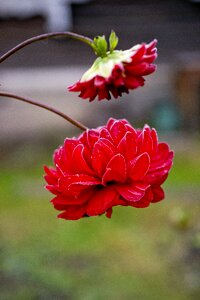 Dahlia nature red photo