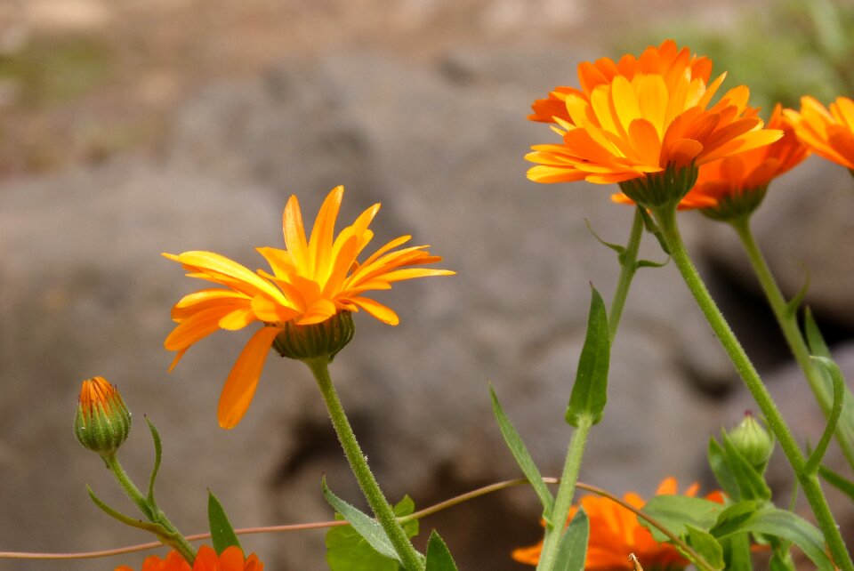 Flower marigold yellow