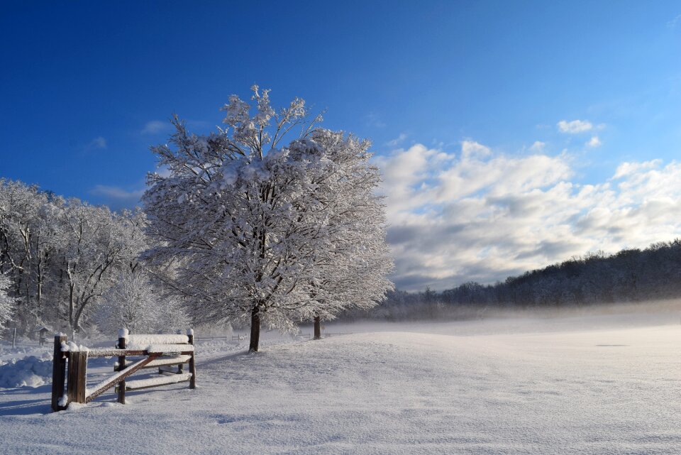 Cold frost nature photo