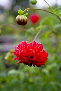 Bud nature red