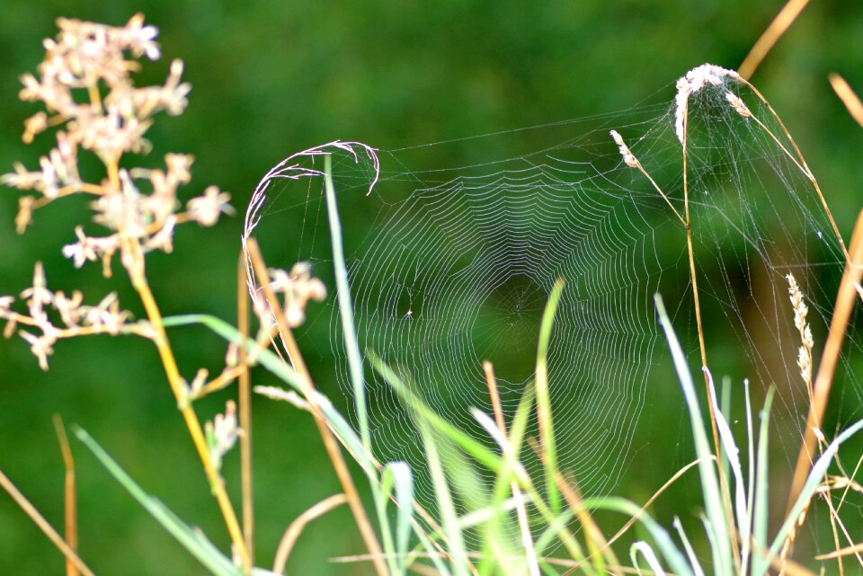 Nature morning spider's web