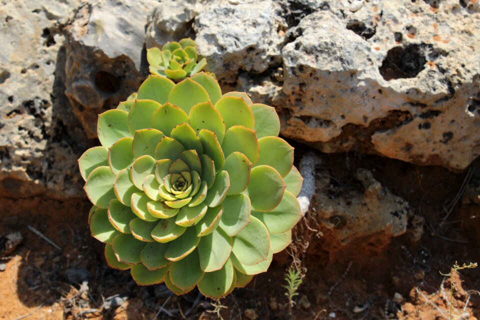 Flower rock green