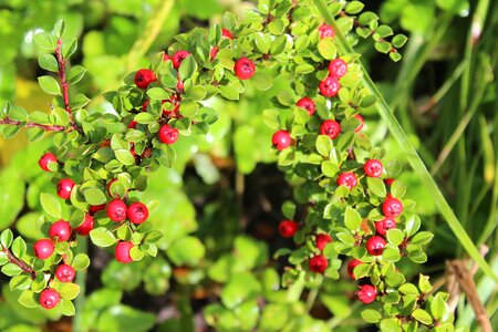 Ornamental plants fruit red balls photo