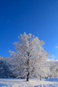 Cold frost nature photo