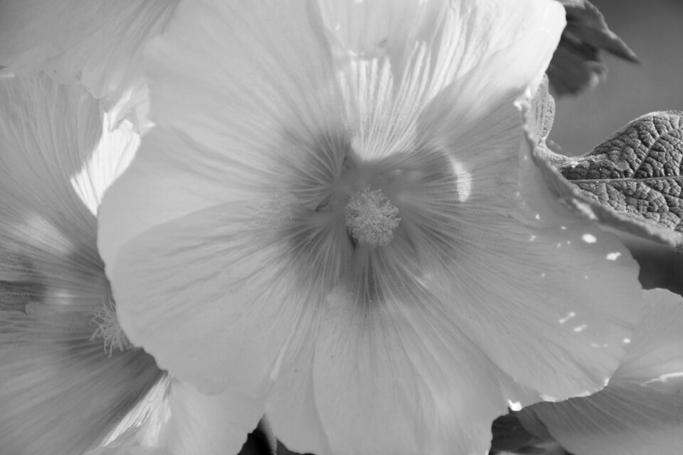 Nature garden summer flowers