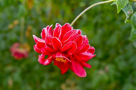 Nature red autumn