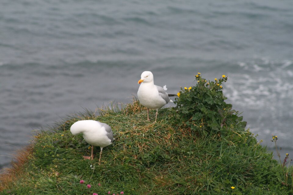 Seagull bird seabird