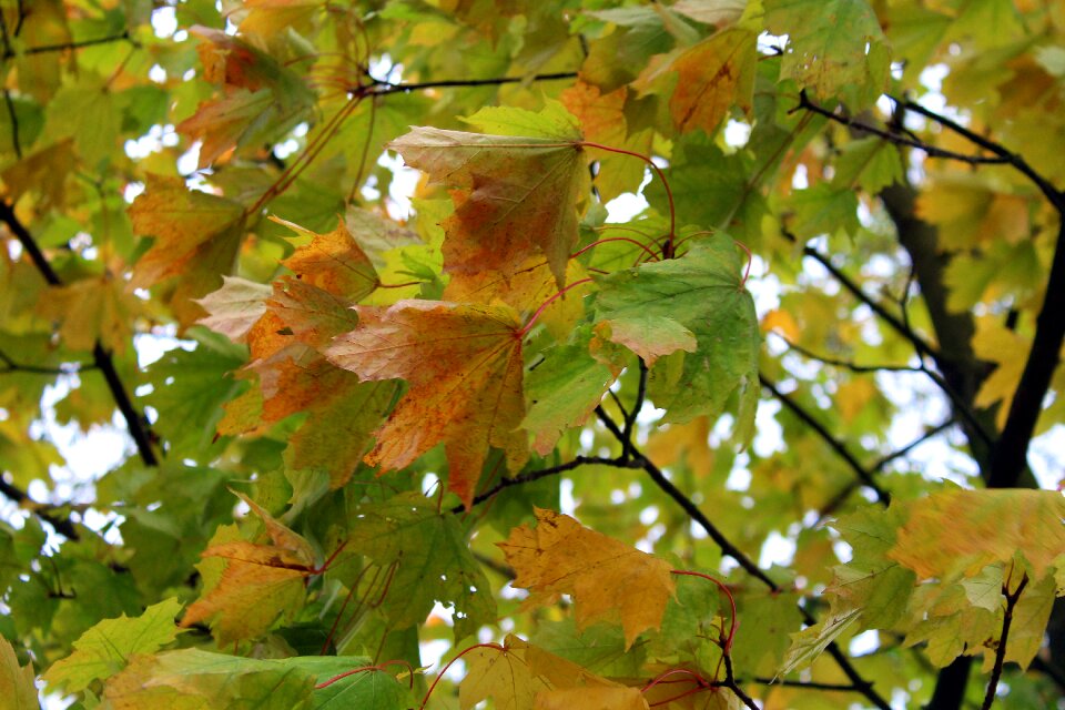 Tree nature autumn foliage