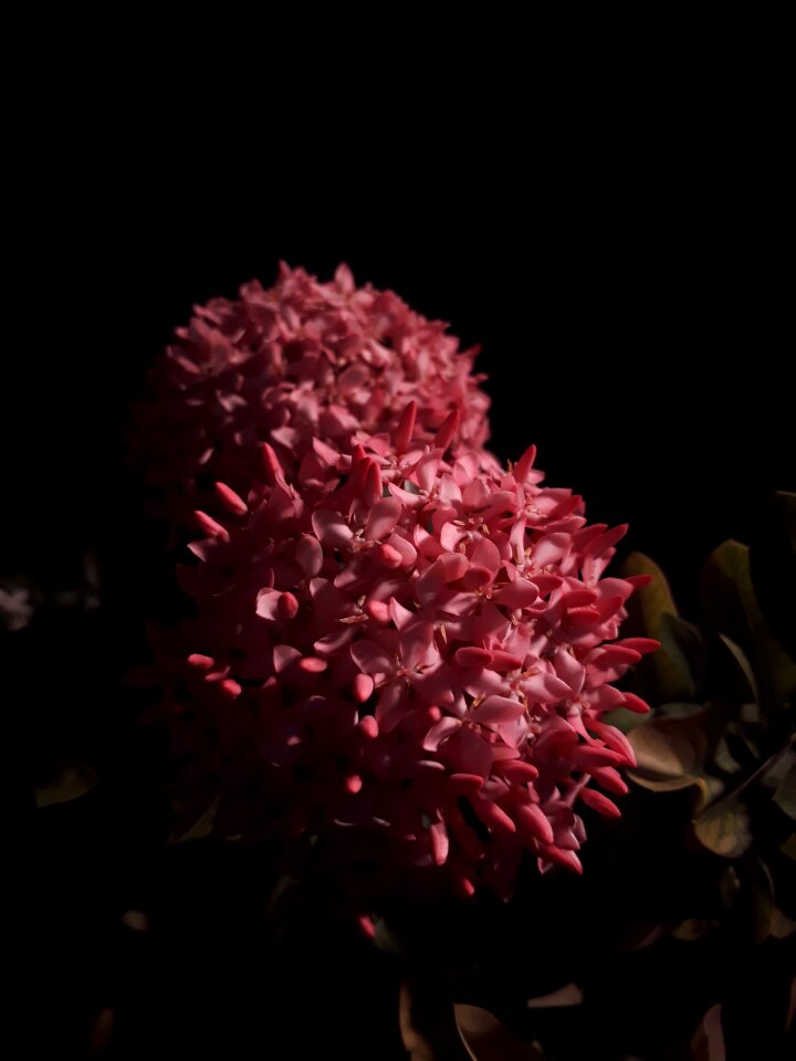 Garden nature pink flowers