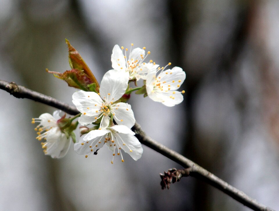 Nature bud fulfillment