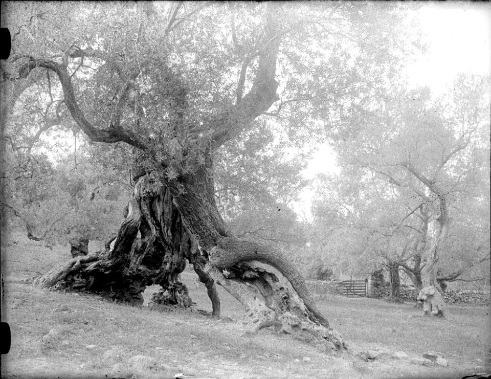 Vista principal d'una olivera amb altres arbres al fons (AFCEC RIBASV C 2655)