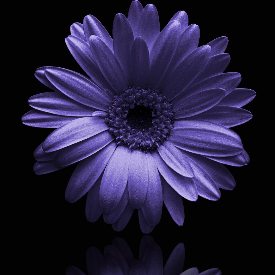 Petal floral blue flower photo