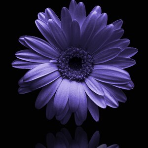 Petal floral blue flower