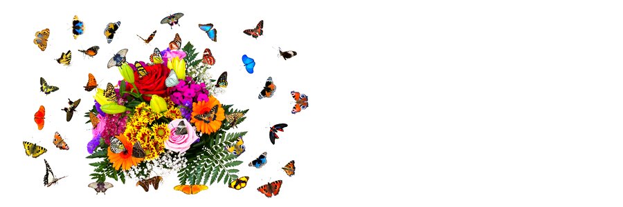 Give valentine's day butterfly