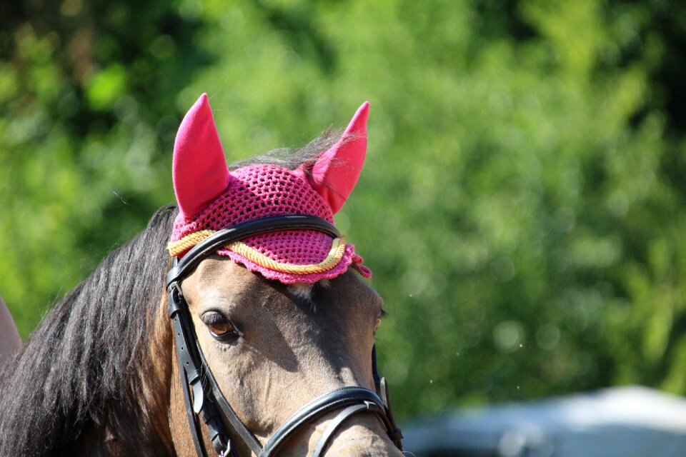 Horse head fly caps