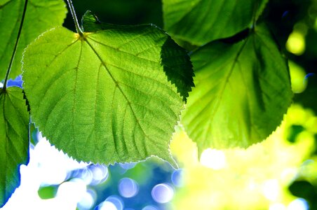 The freshness the environment ecology