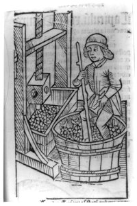 Viticultural scenes - man crushing grapes in vat with his feet LCCN2003653389