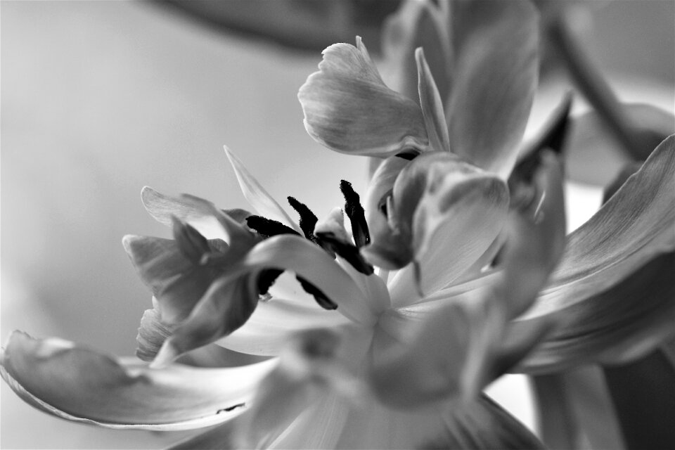 Black and white photography plant petal
