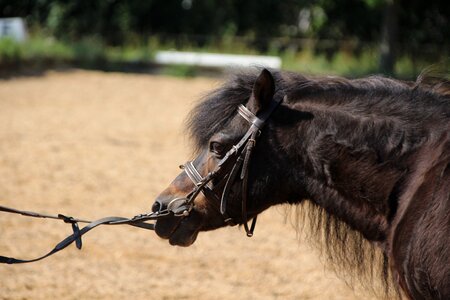 Reins bridle horse head photo