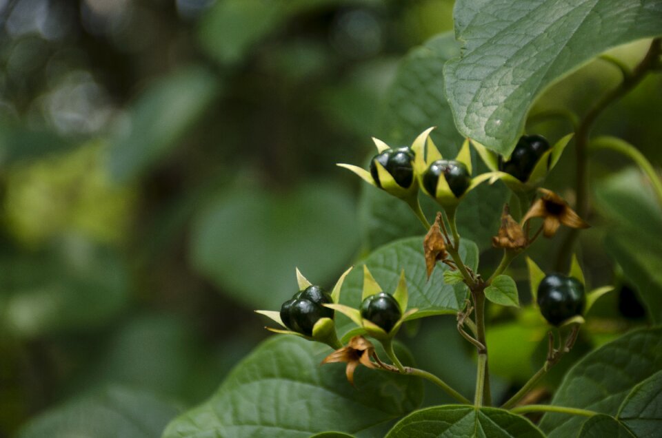 Outdoors flora food