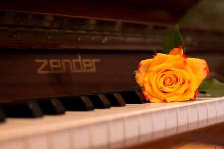 Music wood rose