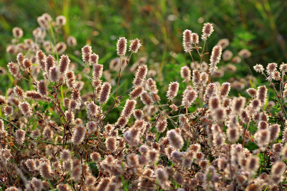 Meadow green autumn