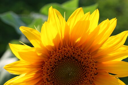 Yellow plant flower