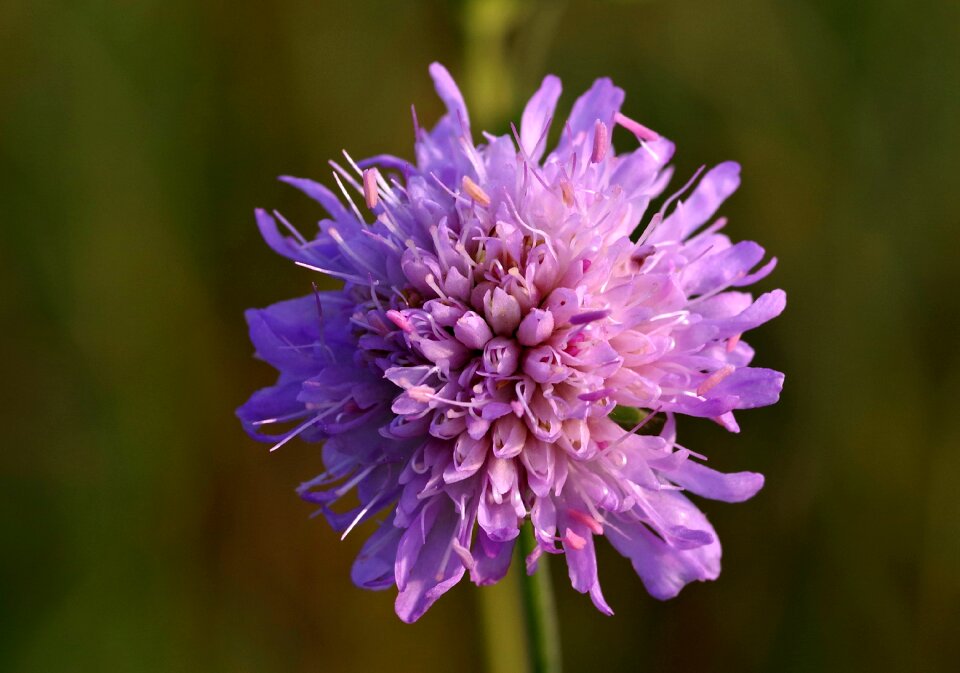 Meadow natural closeup