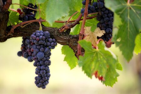 Wine vineyard vine