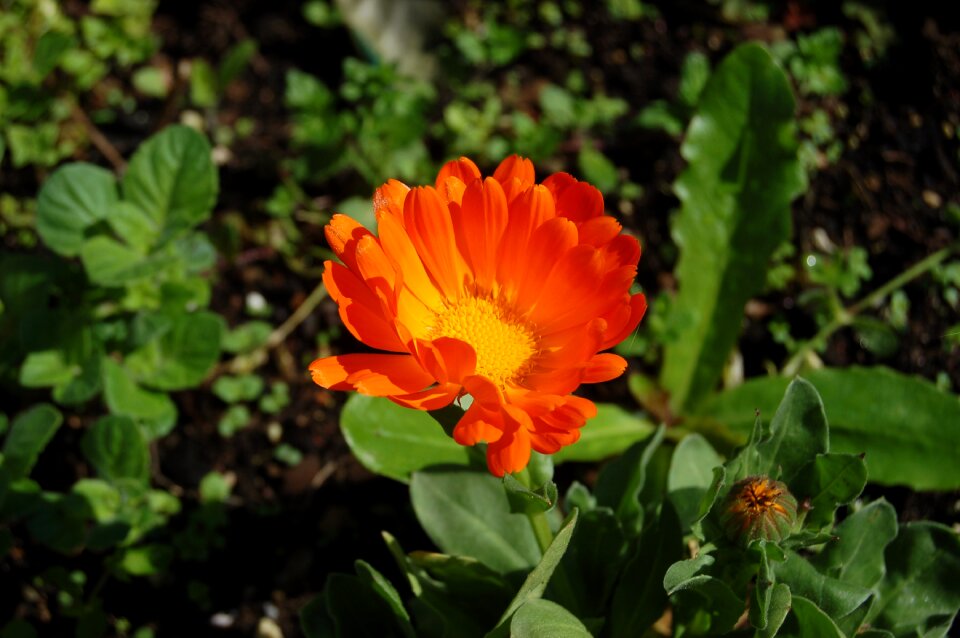 Garden leaf calendula