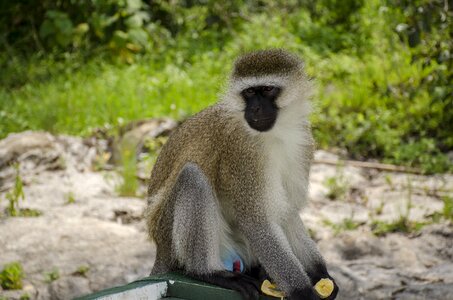 Nature primate animal