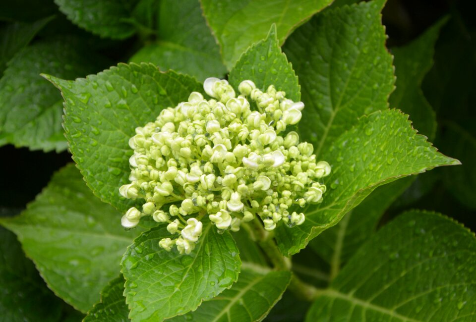 Green nature flower