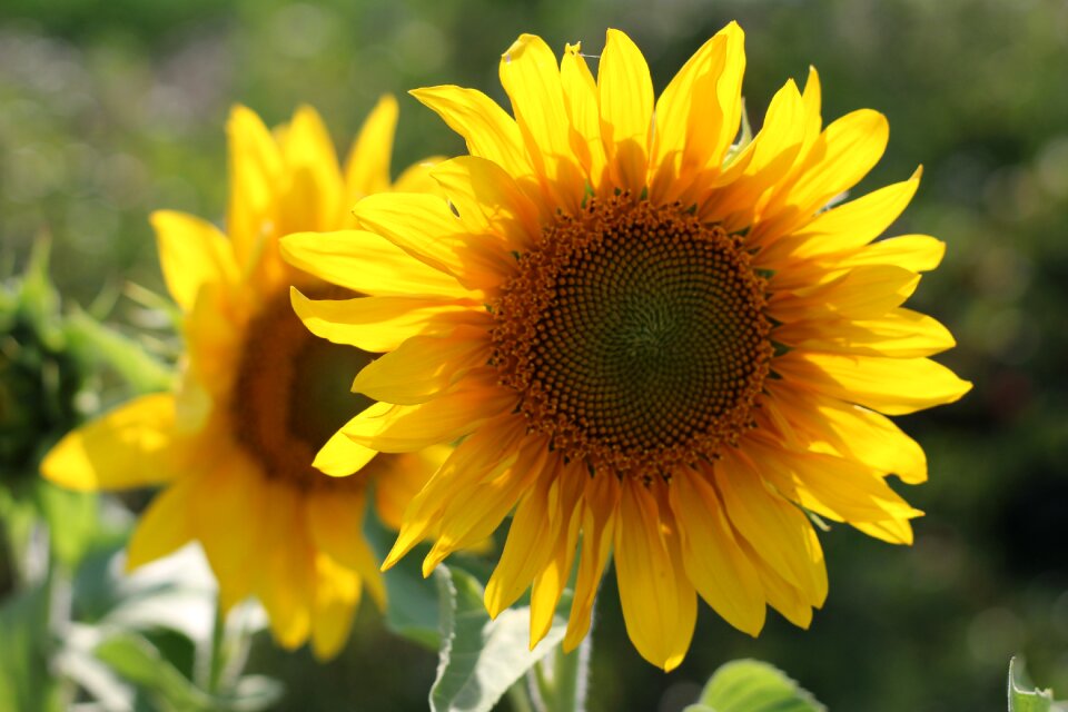 Yellow plant flower