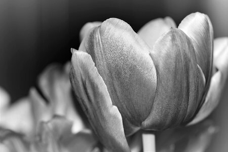 Black and white photography plant petal