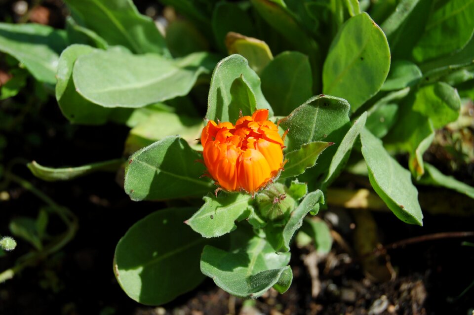Garden leaf calendula