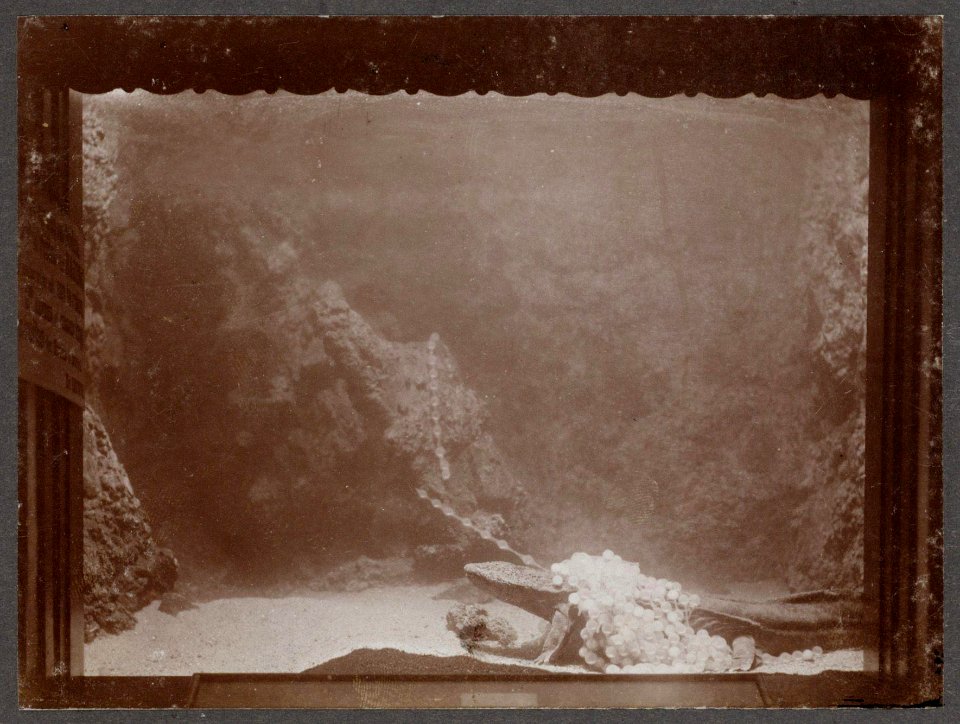 Vogt, August F.W. (1871-1922), Afb 000395000598