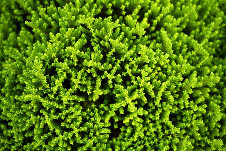 Leaf background growth