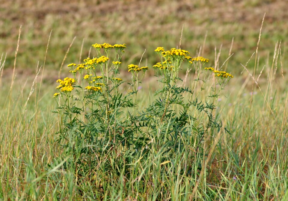 Autumn meadow grass