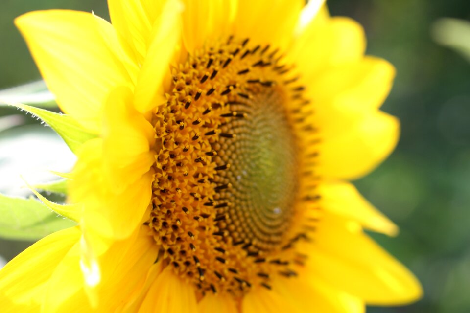 Yellow plant flower photo