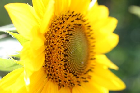 Yellow plant flower photo