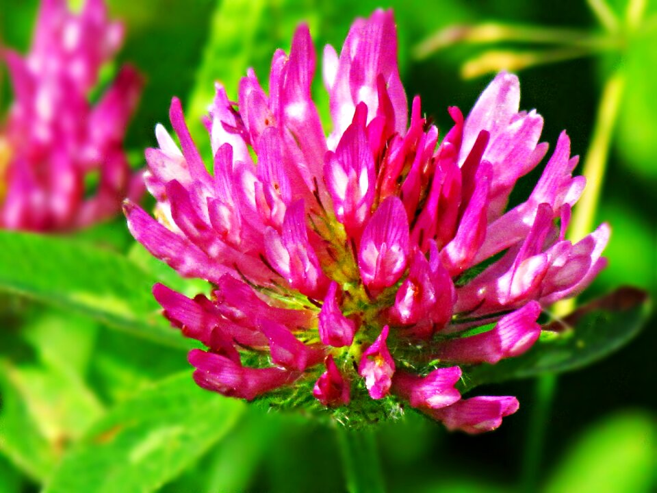 A flower of the field red nature
