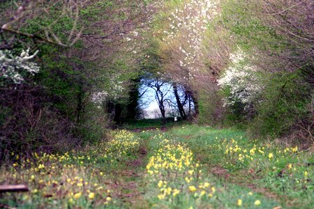 Landscape season plant