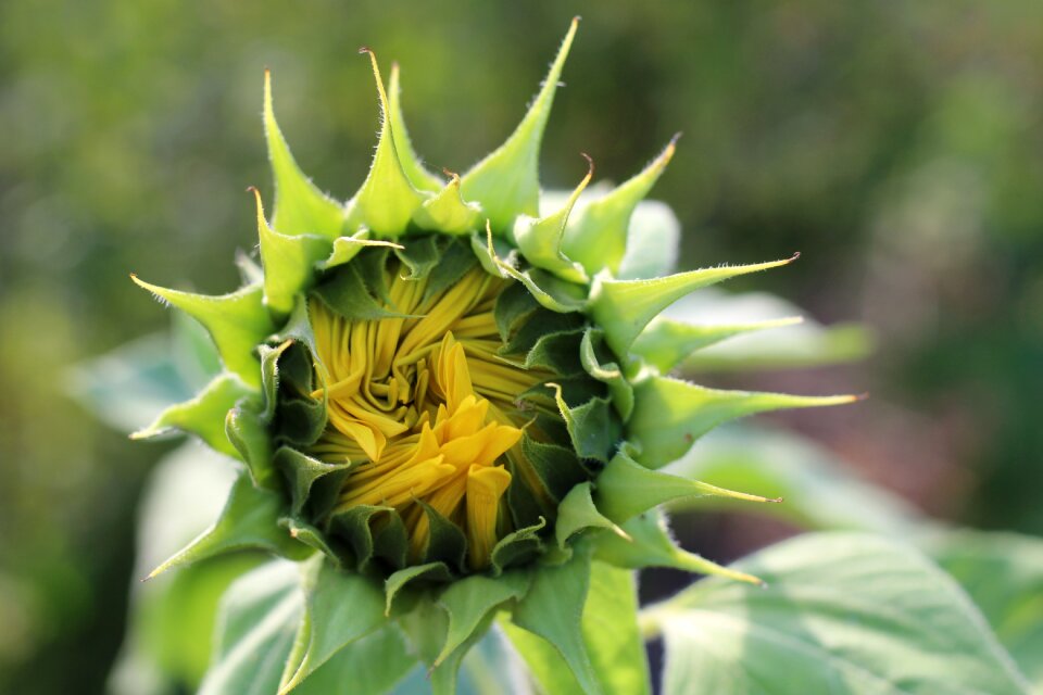 Yellow plant flower