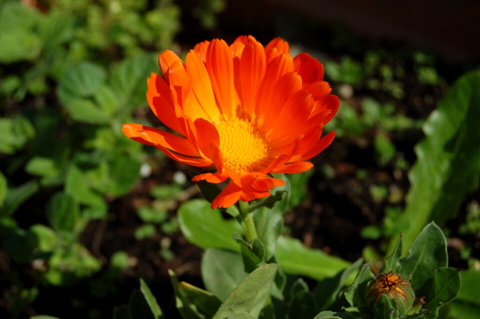 Garden leaf calendula