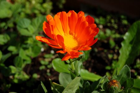 Garden leaf calendula