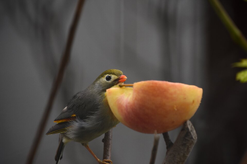 Close-up parrot eat